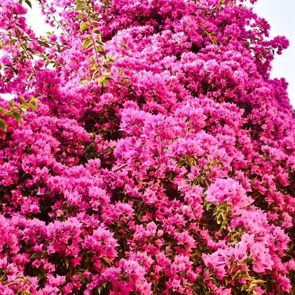 Bougainvillée sur une façade de la Riviera