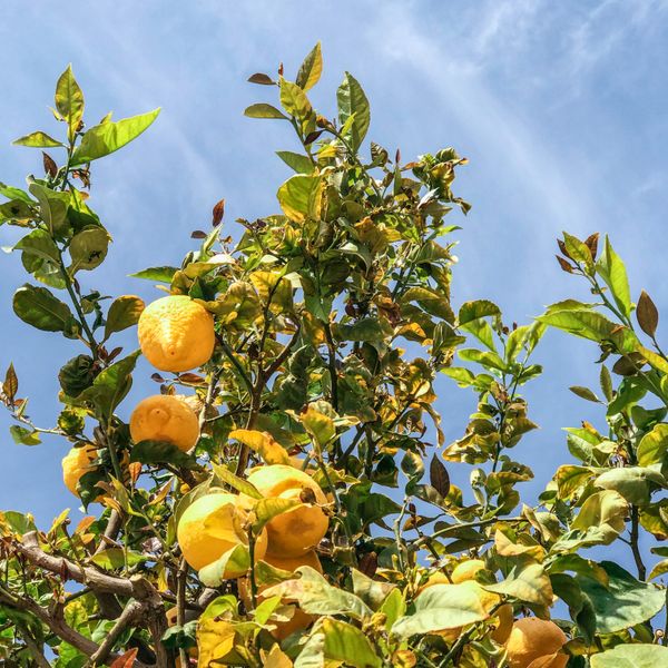 Citrons mûrs sur un arbre sous le ciel bleu