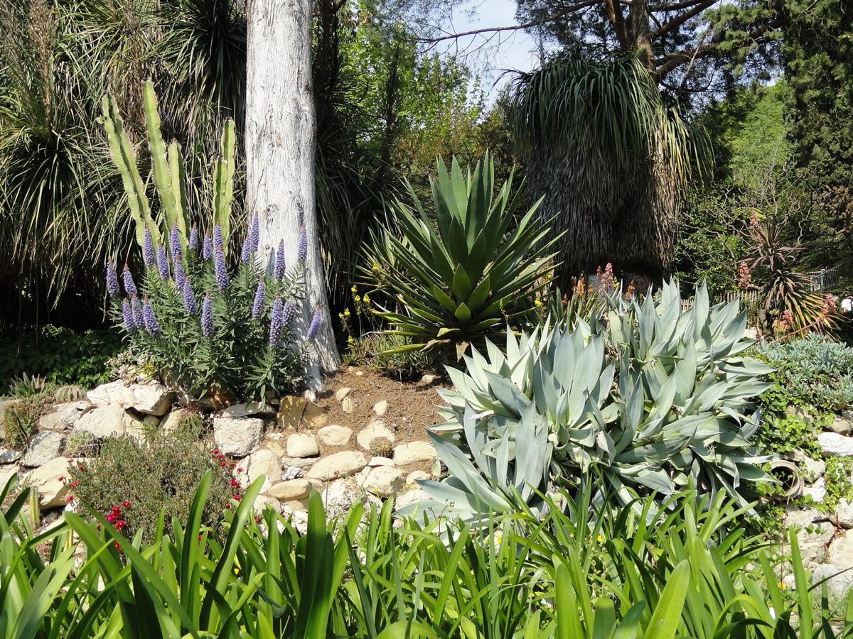Agaves, échiums et plantes grasses dans le jardin de la Serre de la Madone