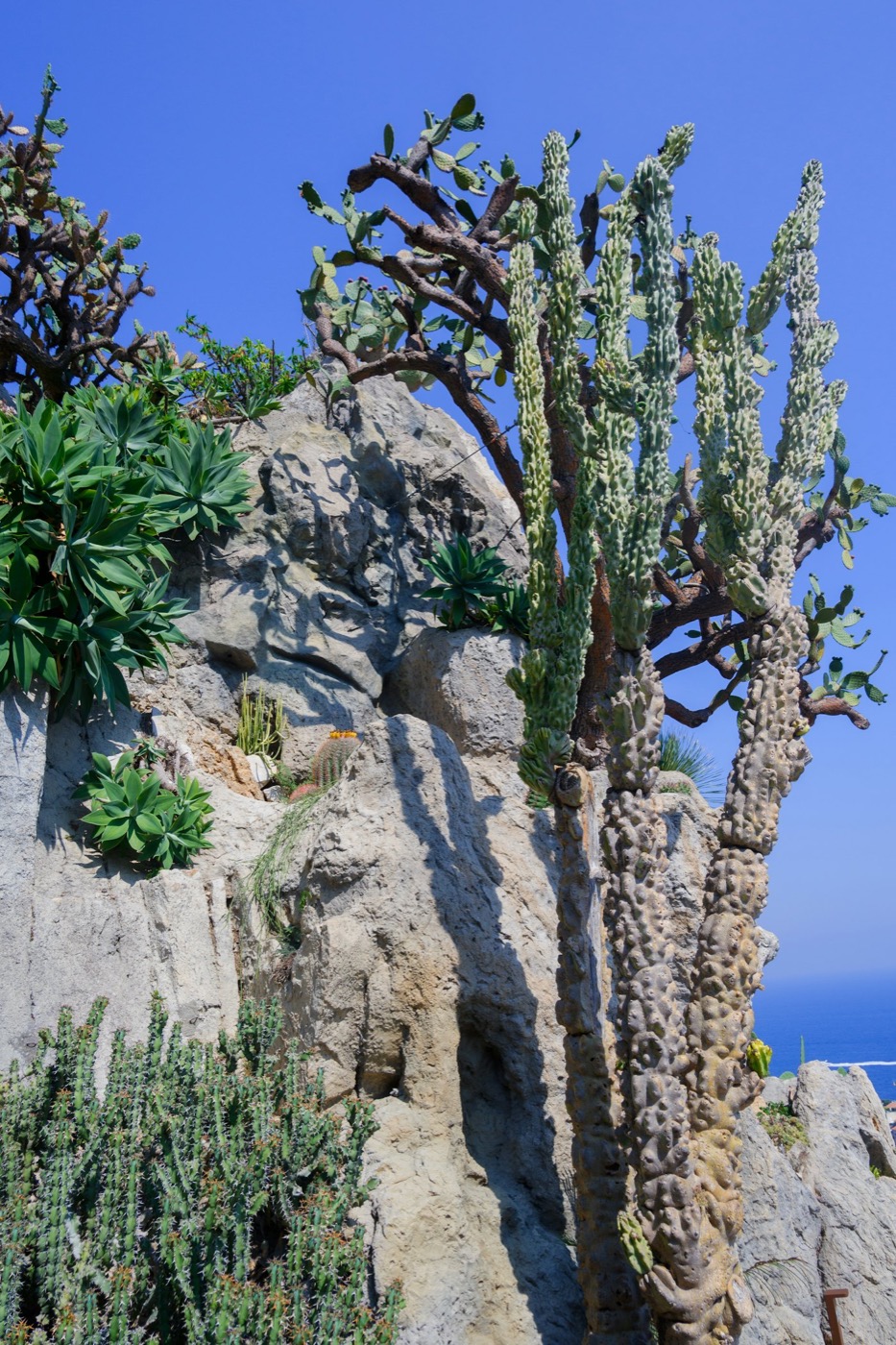 Cactus candélabres et plantes grasses contre la roche du Jardin Exotique de Monaco