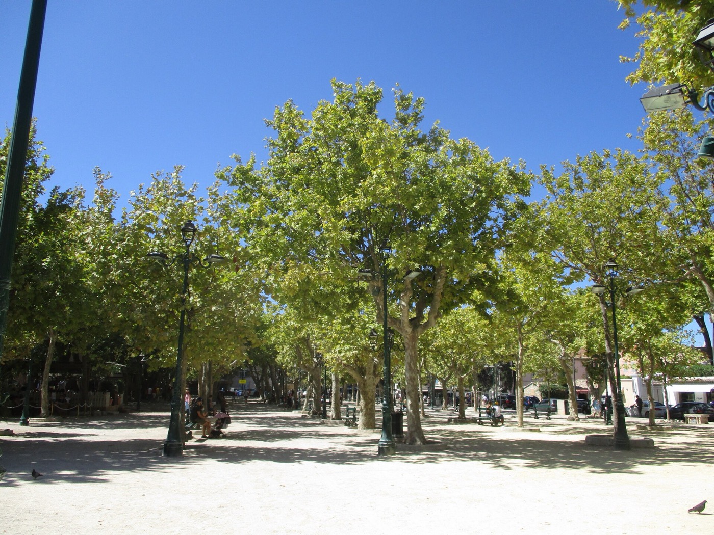 La place des Lices ombragée de platanes, au cœur du village de Saint-Tropez